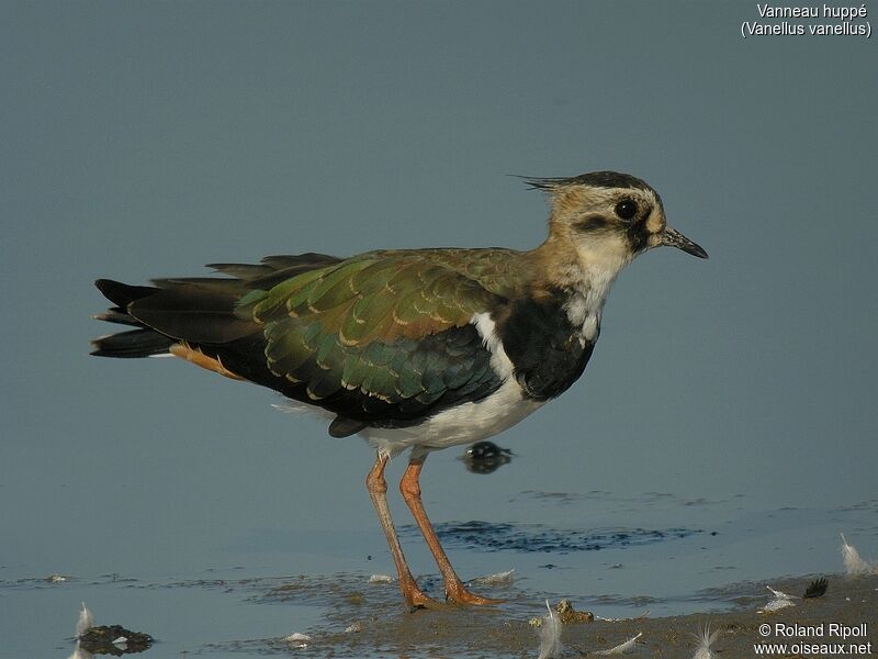 Northern Lapwingjuvenile