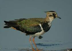 Northern Lapwing