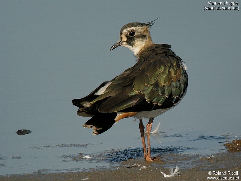 Northern Lapwingjuvenile