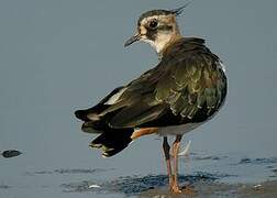 Northern Lapwing