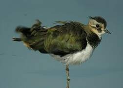 Northern Lapwing