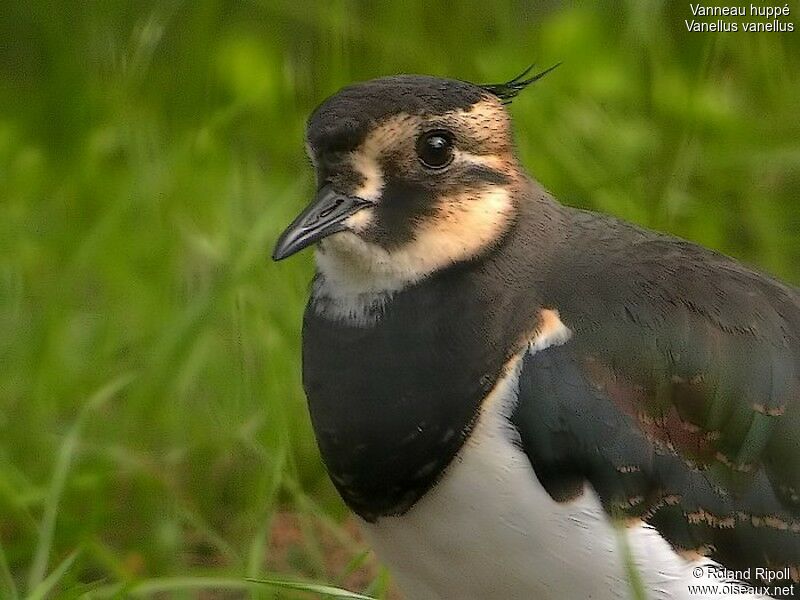 Northern Lapwingadult post breeding