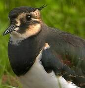 Northern Lapwing