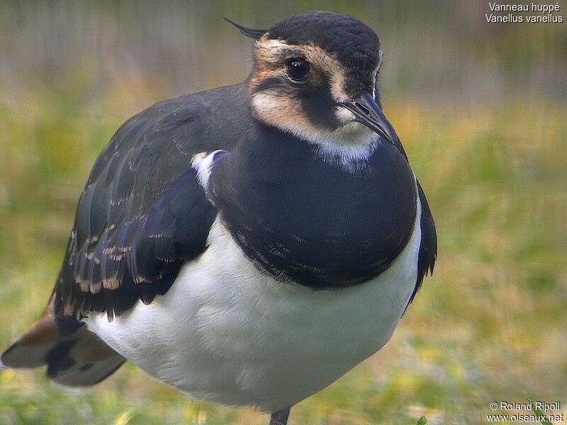 Northern Lapwing