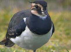 Northern Lapwing