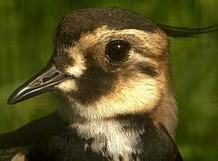 Northern Lapwing