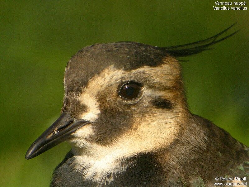 Northern Lapwing