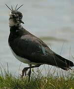 Northern Lapwing