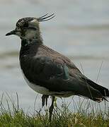 Northern Lapwing