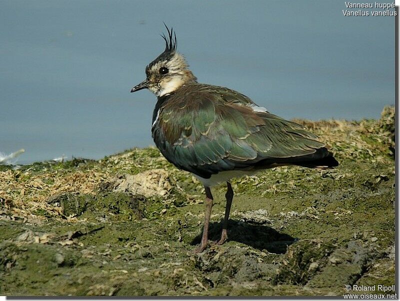 Northern Lapwing