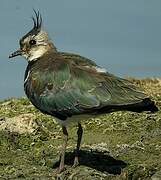 Northern Lapwing