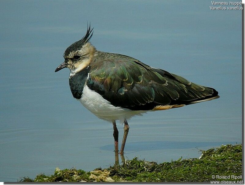 Northern Lapwing