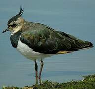 Northern Lapwing