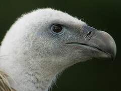 Griffon Vulture