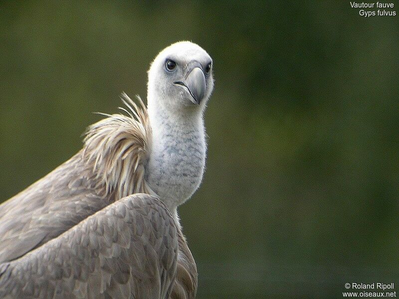 Vautour fauveadulte