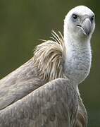 Griffon Vulture