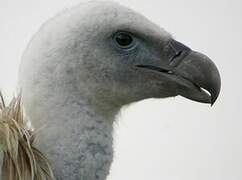 Griffon Vulture