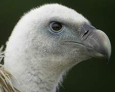 Griffon Vulture