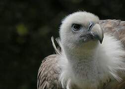 Griffon Vulture