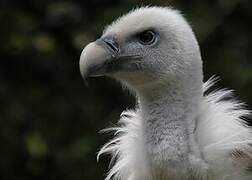 Griffon Vulture