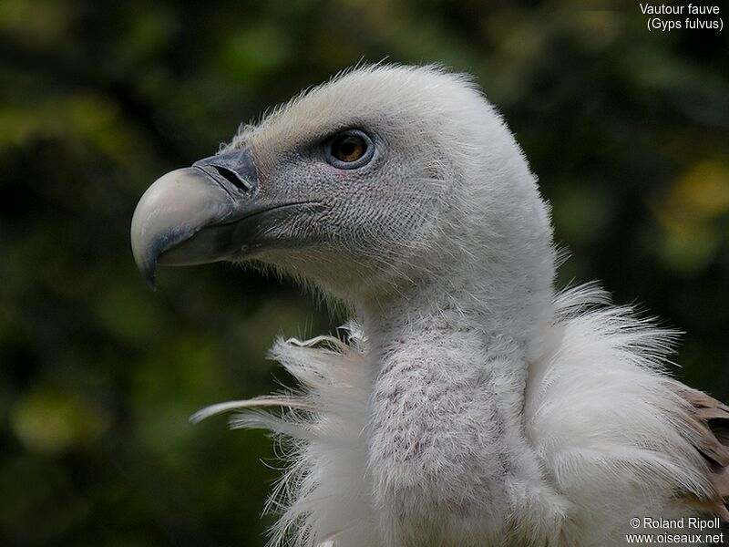 Griffon Vulture