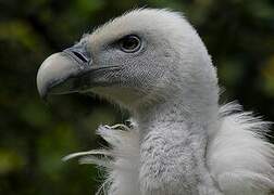 Griffon Vulture