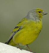 Citril Finch