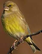 European Greenfinch