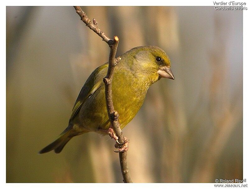 European Greenfinchadult post breeding