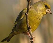 European Greenfinch