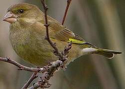 European Greenfinch