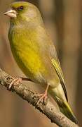 European Greenfinch