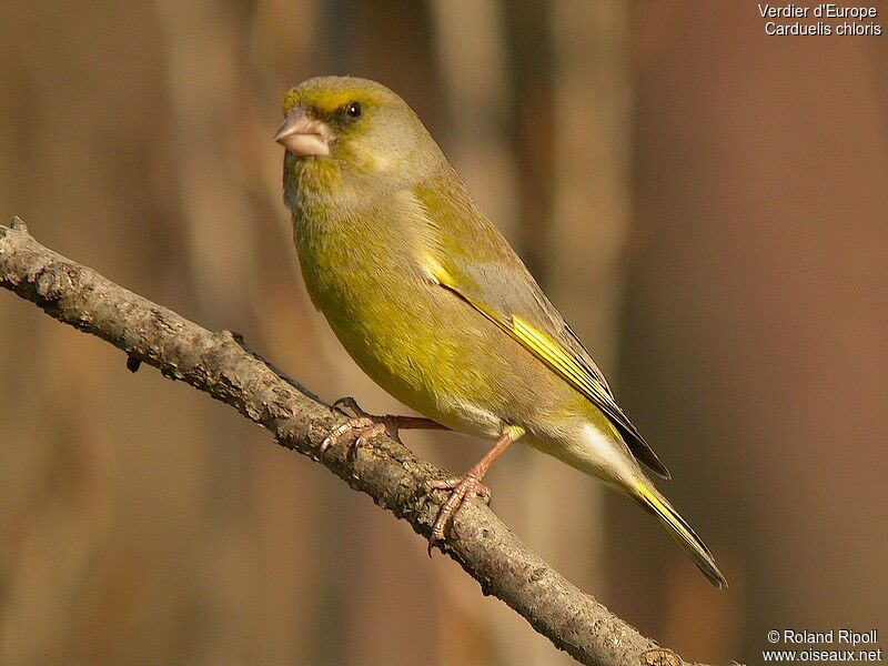 European Greenfinch male adult post breeding