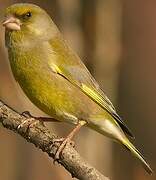 European Greenfinch