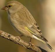 European Greenfinch