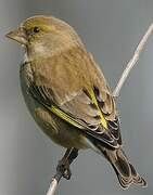 European Greenfinch