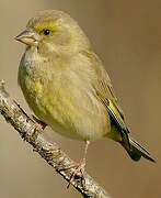 European Greenfinch