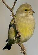 European Greenfinch