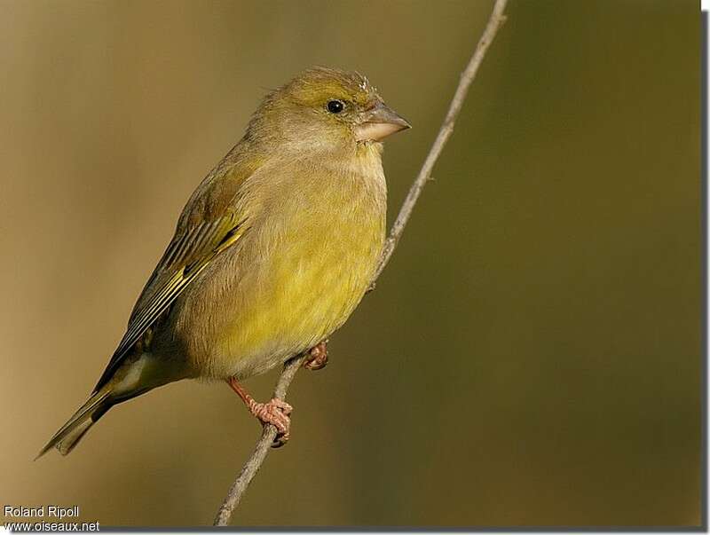 European Greenfinch female adult post breeding, identification