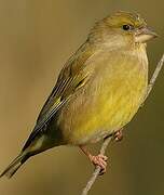 European Greenfinch