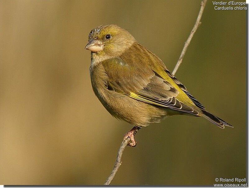 European Greenfinch female, identification