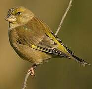 European Greenfinch