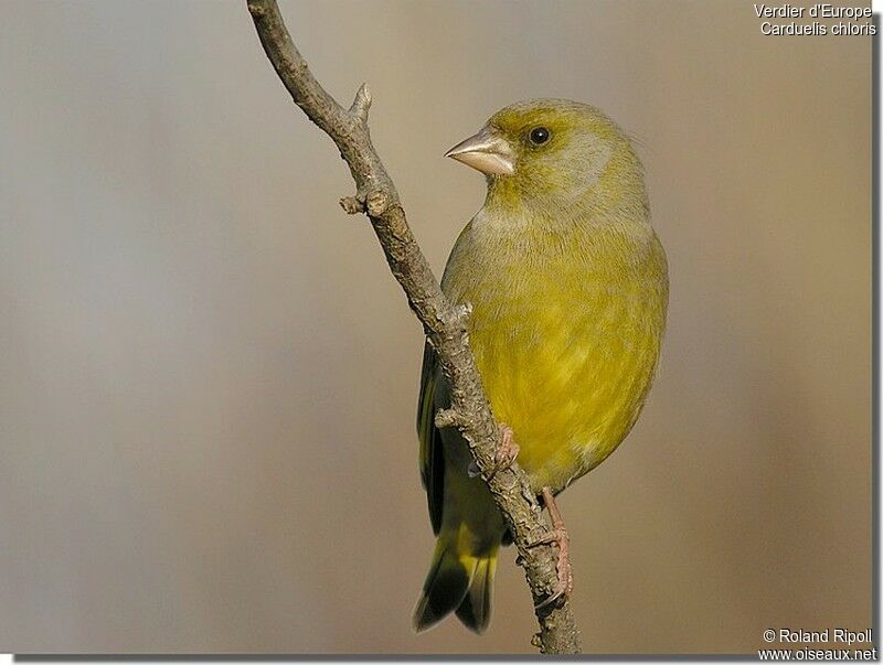 European Greenfinch male