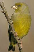 European Greenfinch