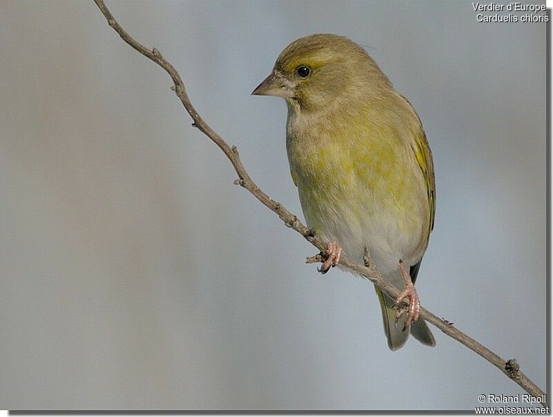 European Greenfinch female adult post breeding