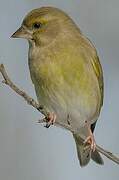 European Greenfinch