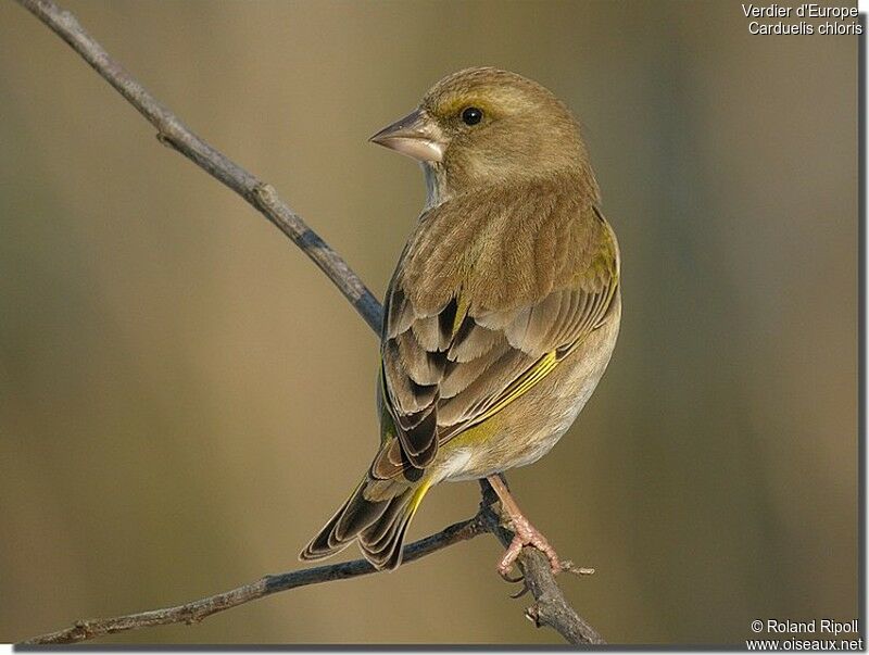 European Greenfinch female adult post breeding