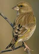 European Greenfinch