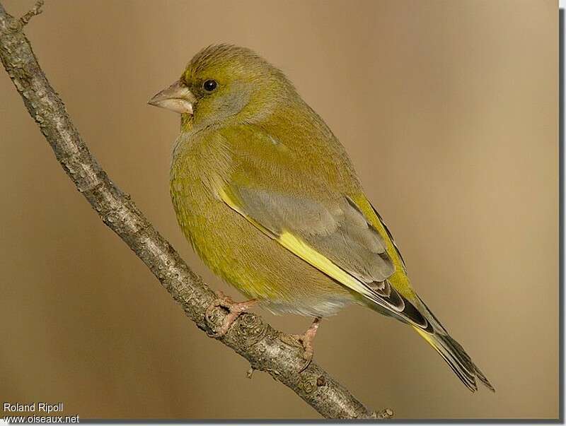 European Greenfinch male adult post breeding, identification