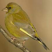 European Greenfinch